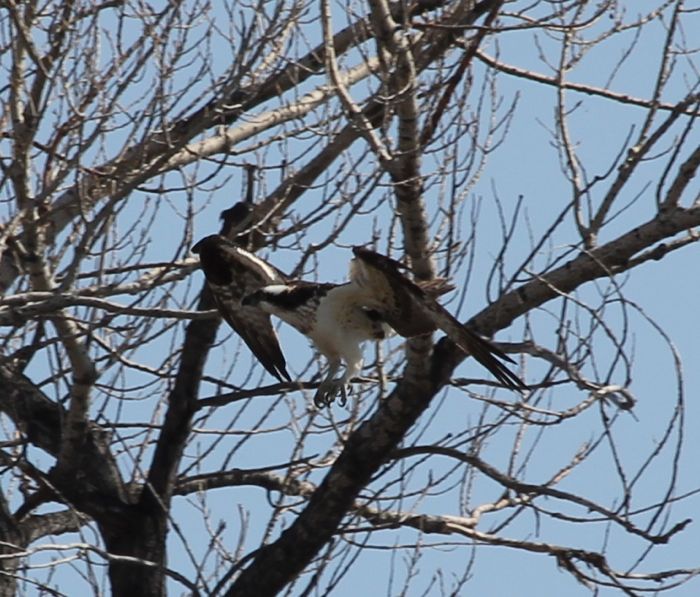 osprey